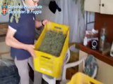 Trinitapoli (FG) - Scoperta piantagione di marijuana (17.09.14)