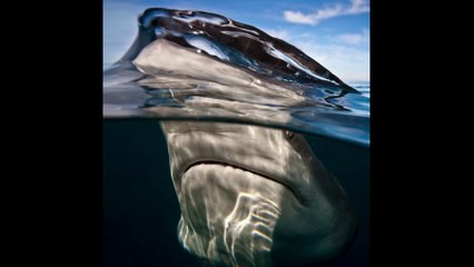 Nature Plongée soirée du 9 octobre-Large