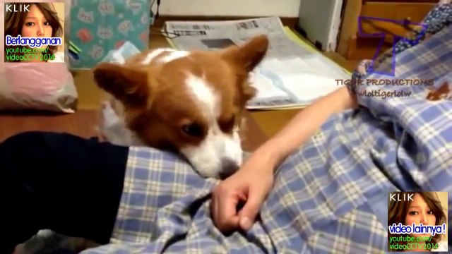 Funny Video (2014)- Cat,Baby,Animals,Human,Accident,fail,and more video from CCTV,Handphone,Webcam(1)