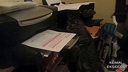 Yazıcıdan Çıkan Çıktıyla Çok Acil İşi Olan Kedi