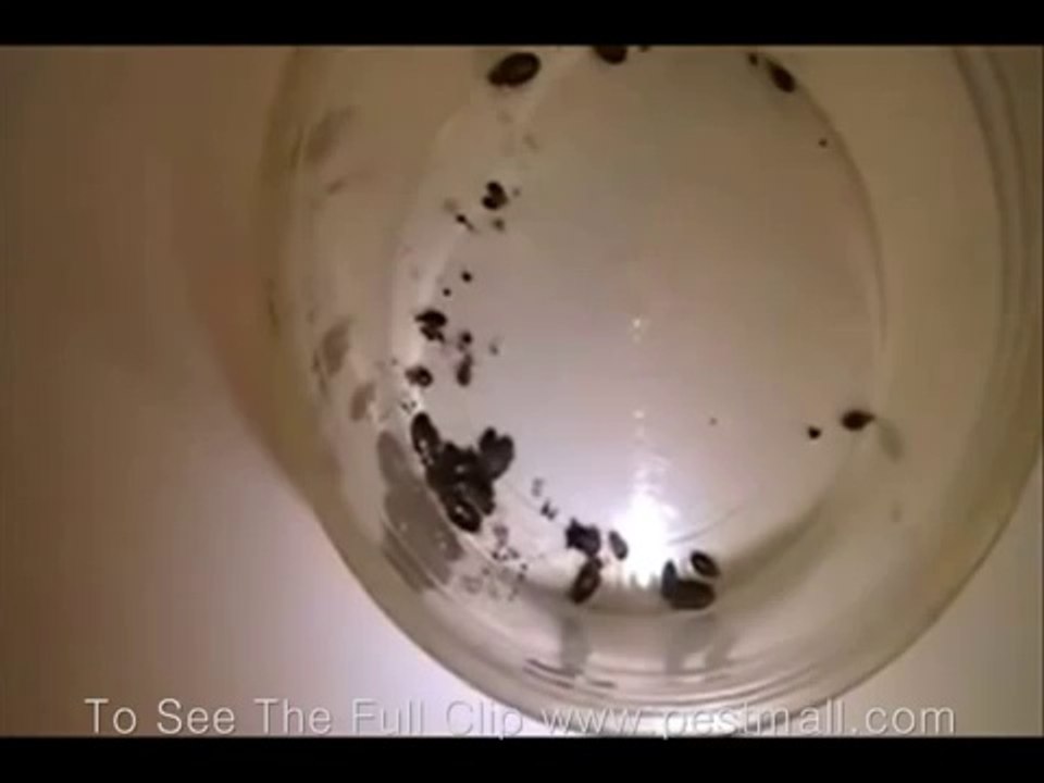How Fast Bed bug Are..Watch them move!!