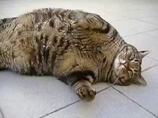 Poor fat cat Funny Accident 2014 for FAIL Compilation 2014 FUNNY ACCIDENTS VIDEOS