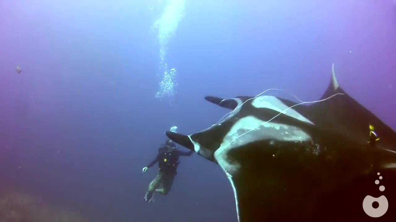Une raie manta piégée dans un filet demande de l'aide à des plongeurs