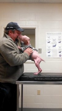 Pit Bull Being Reunited With His Rescuer Will Melt You Heart