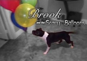 Video herunterladen: Dog Petrified by Colourful Balloons