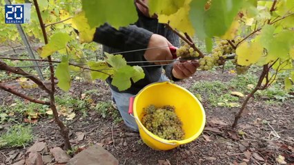Premières vendanges sur le terril d'Haillicourt