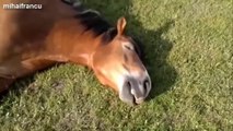 Les 10 vidéos de chevaux les plus marrantes
