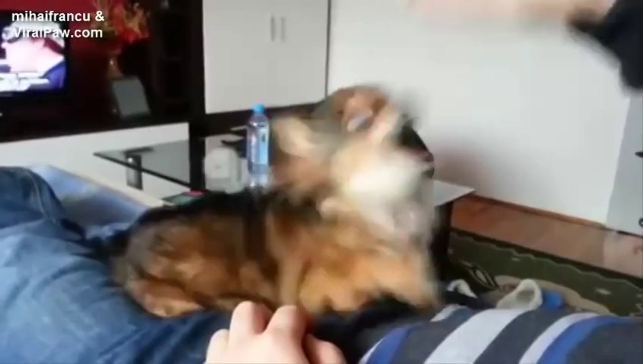 Compilation de vidéos de chiens