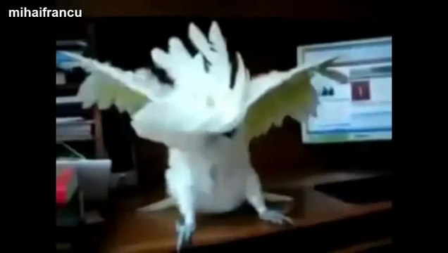 Des perroquets qui dancent!