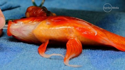 Goldfish has brain surgery to give him another 20 years of life
