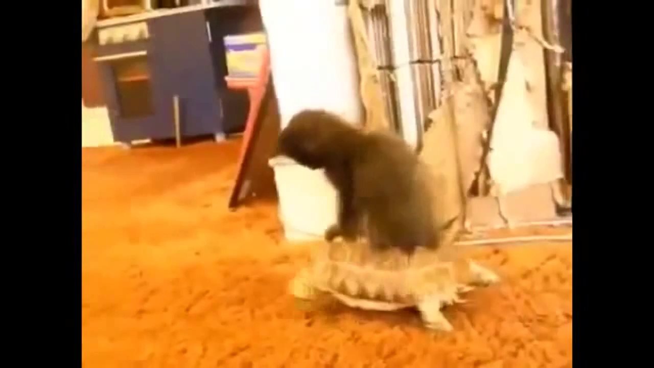 Compilation de chats