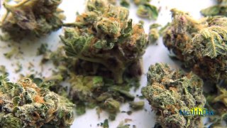 Health Effects of Marijuana Use : http://healthcollect.net.au