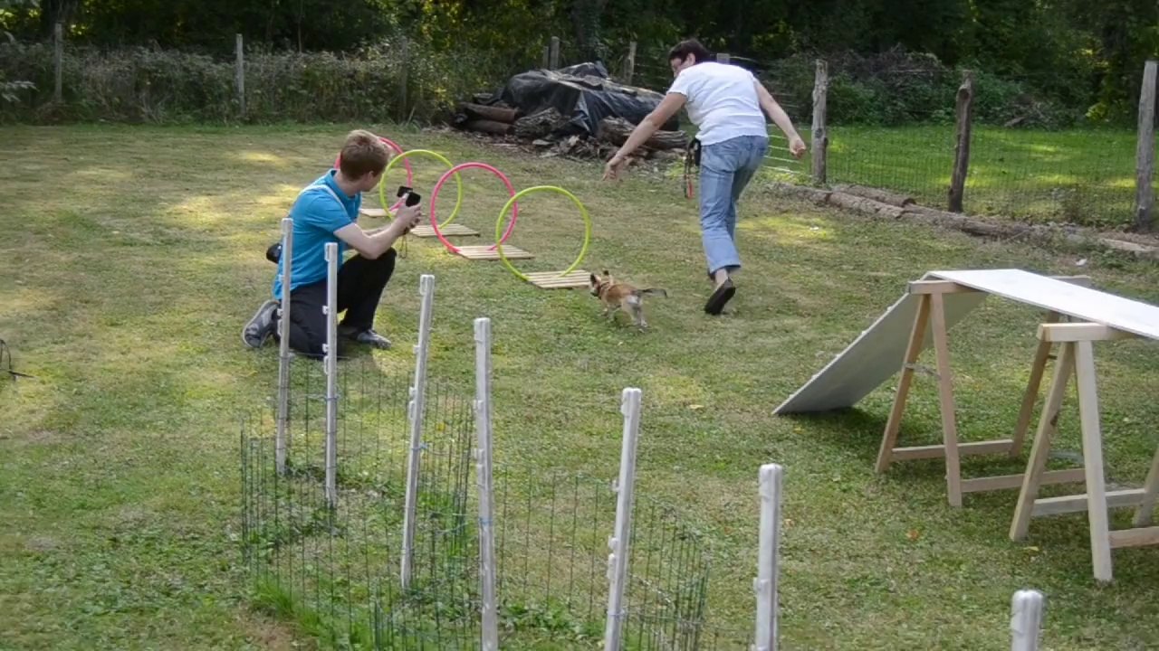 Parcours d'agility maison spécial chihuahua