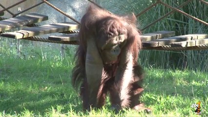 Introduction du nouveau mâle orang-outan