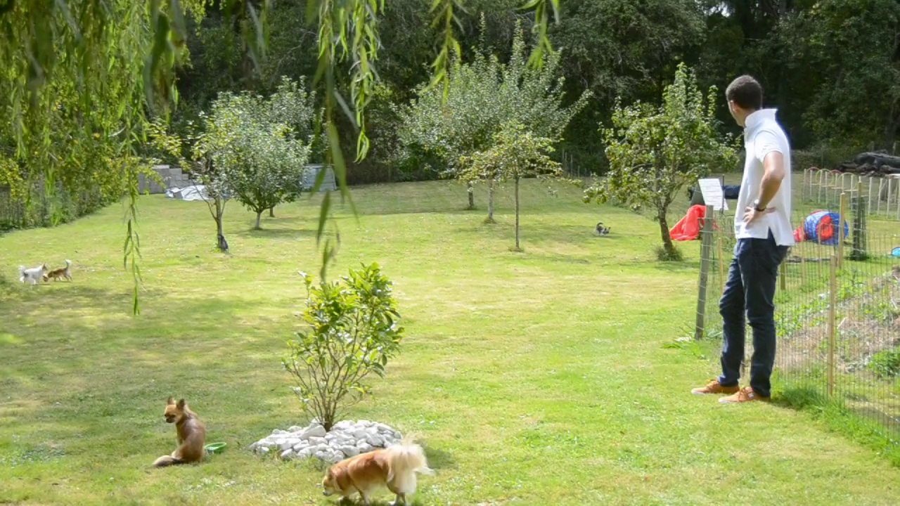 13 septembre 2014: Ilda et Zelda, chihuahuas de 9 mois en visite à l'élevage.  Belles retrouvailles !