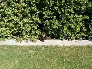 Deux hommes sauvent des petits canetons d'une bouche d'égout