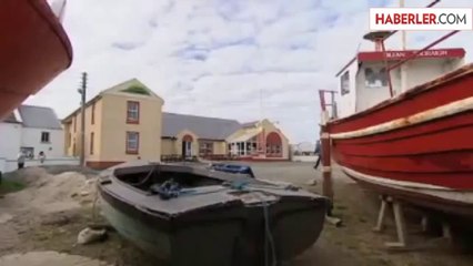 Köpek Ve Yunusun Yakın Dostluğu