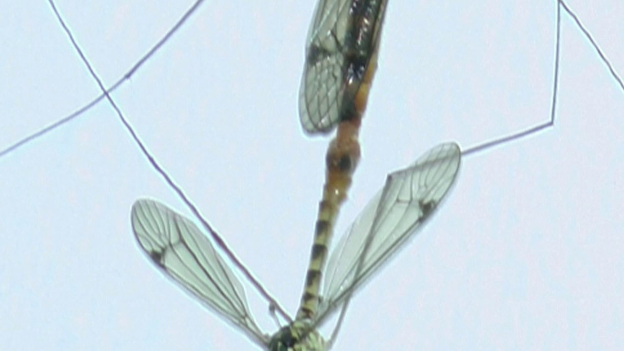 Les Tipules