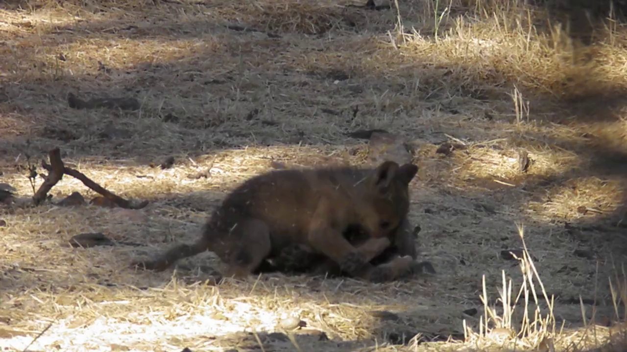 Mignon: deux bébés loups qui jouent