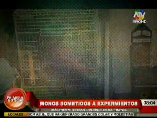 Indignante: Monos recién nacidos son empleados como 'conejillos de indias'