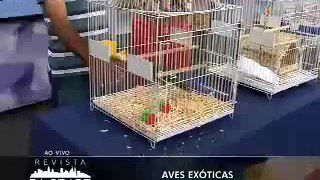 TV Gazeta 2014-09-16 Revista da Cidade Aves (1)