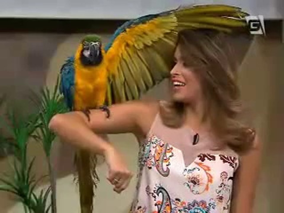 TV Gazeta 2014-09-16 Revista da Cidade Aves (3)