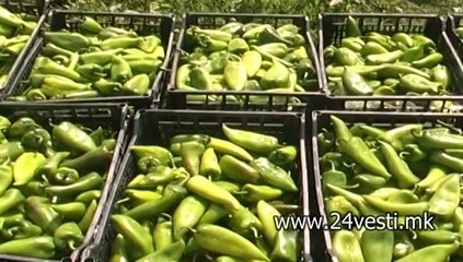 OTKUP NA PIPERKI 16 09