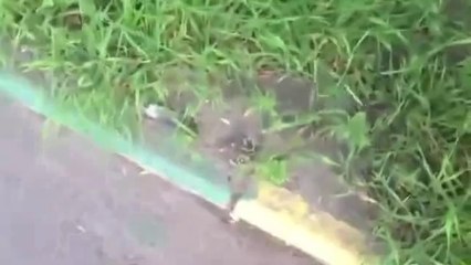 Russian Girl Returns The Dog's Poop To Owner!