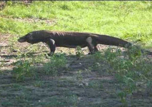 Komodo Dragon Seen Hunting on Indonesian Island