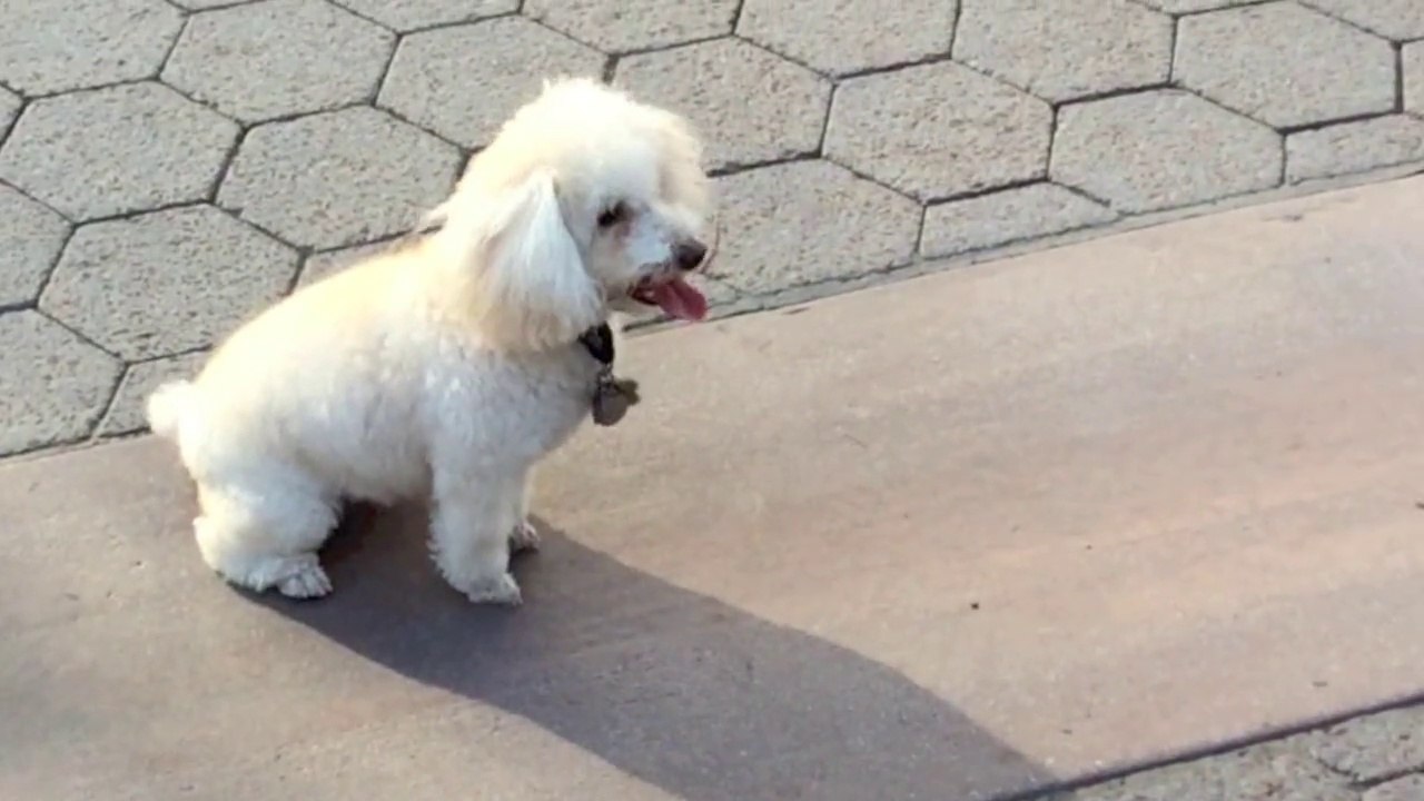 World's funny smartest dog performing tricks