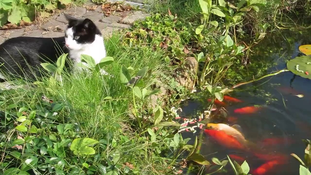Liva ser på fisk - når hun tør!