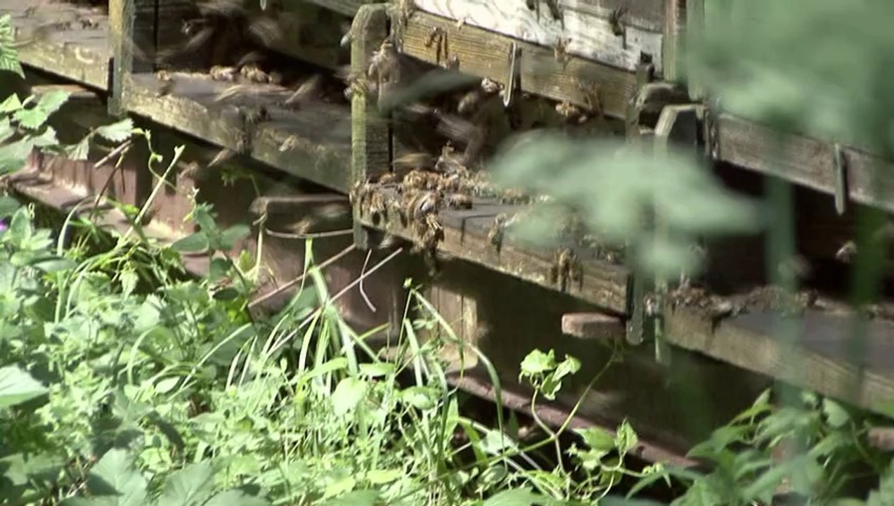 Gefährliches Gift in Ackerböden und Lebensmittel.