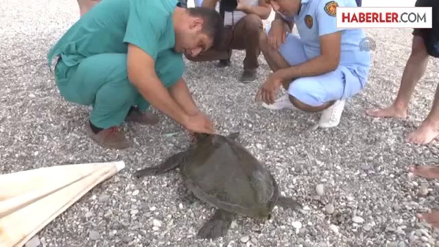Konyaaltı Plajı'nda yaralı caretta caretta bulundu -