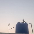Crow Left Alone