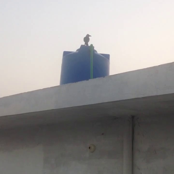 Angry Crow