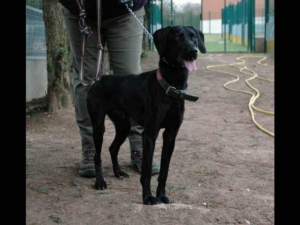 Chien - Harlem