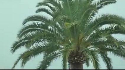 palmier sous la pluie