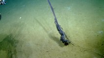 Espèce marine très rare observée dans les abysses : le siphonophore