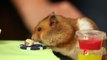 Hamster vs Kobayashi - Concours de mangeur de burger!