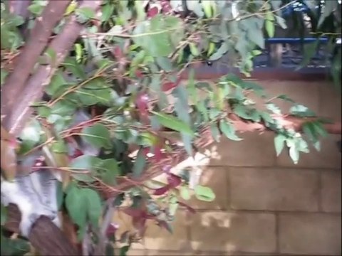 Oliver Heldens vs New Order - Koala confusion (Bastard Batucada Eucalipto Mashup)