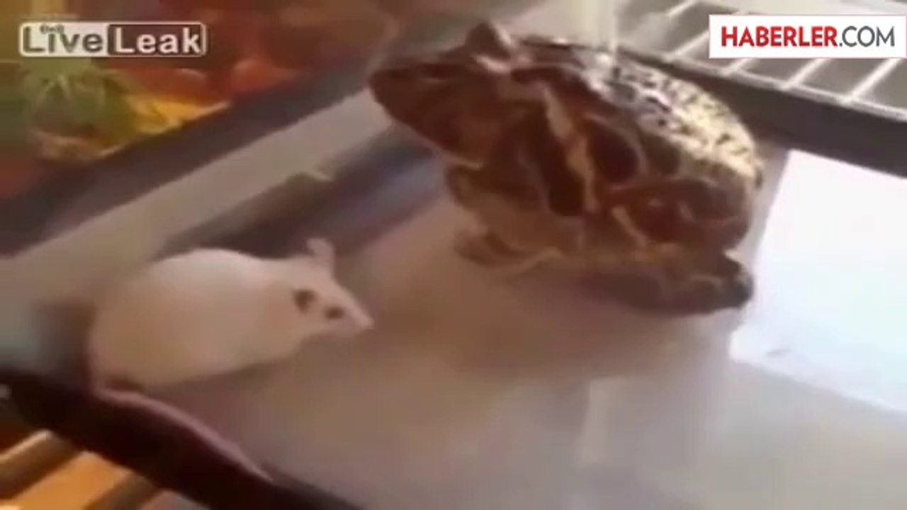 Kurbağa Fareyi Yedi