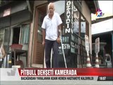 İki Pitbull'un elinden talihsiz adamı mahalleli böyle kurtardı