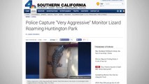 Aggressive Monitor Lizard Captured By Police