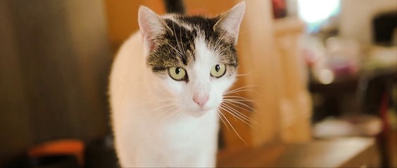 Anneh X Ianik - Just Married DIY.