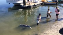 Feed Dolphins