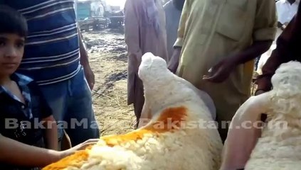 Cow Mandi 2015 Price in Lahore Shah Pur Mandi 2015