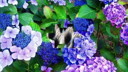 Arif sag -Can etili Dostum dostum