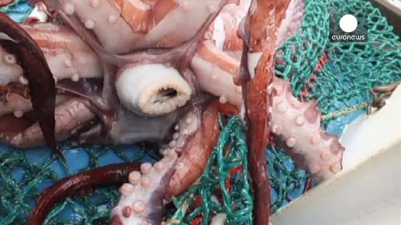 350 kilót nyom az óriás tintahal