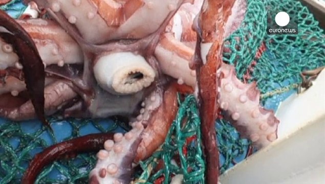 Nuova Zelanda, sotto esame il calamaro gigante