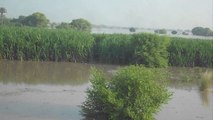 Sugarcane Crop under the water in Chenab Flood Sept 13, 2014